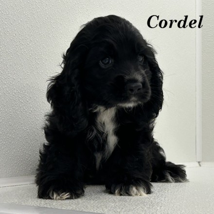 puppy, for, sale, Cocker Spaniel, Joe & Cherri  Overlease, dog, breeder, Miller, MO, dog-breeder, puppy-for-sale, forsale, nearby, find, puppyfind, locator, puppylocator, aca